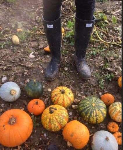 It's too wet for pumpkin picking (19867589)