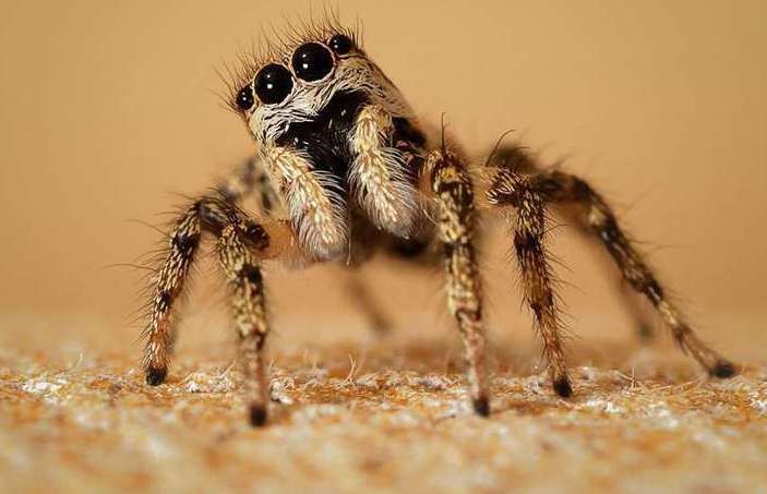 A section of Ebbsfleet Garden City is home to an endangered species of rare jumping spider. Picture: Ray Watson