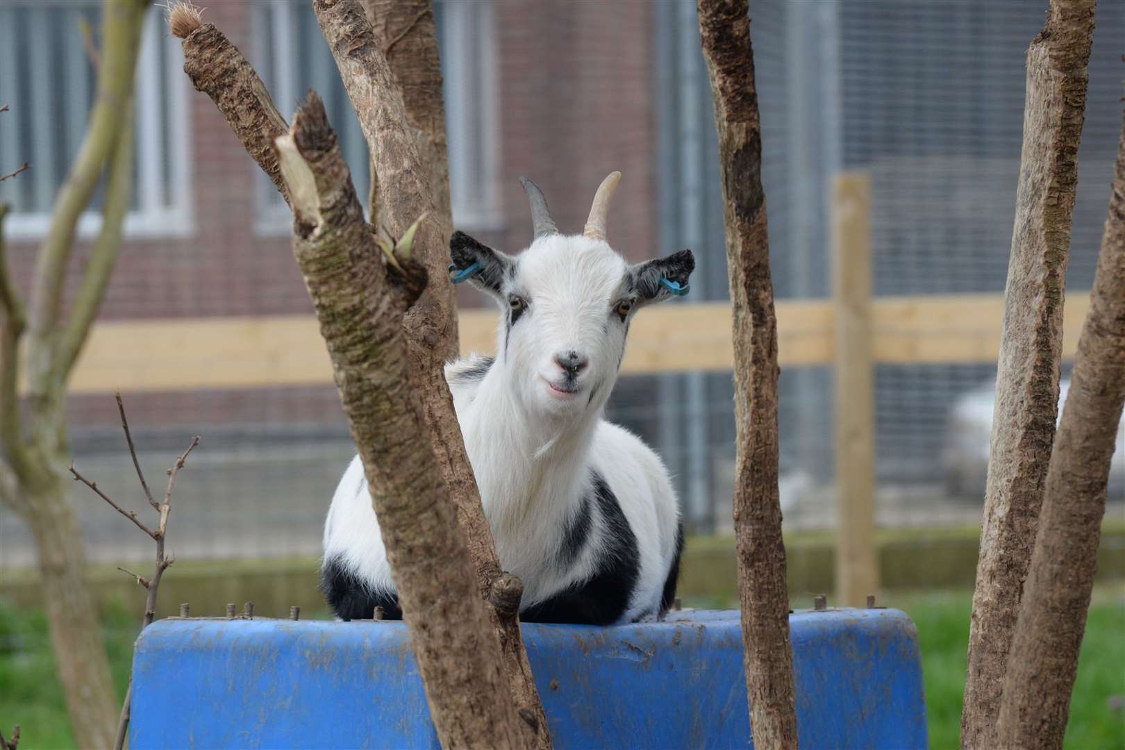 One of the goat's at HMP Swaleside. Picture: Chris Davey. (8021131)