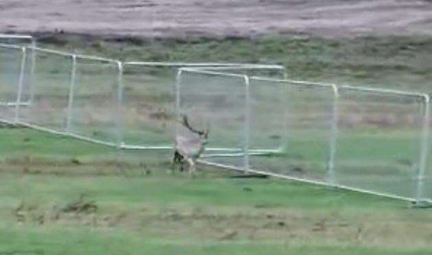 The stag is believed to be the same one pictured in October. Picture: Liz Miller