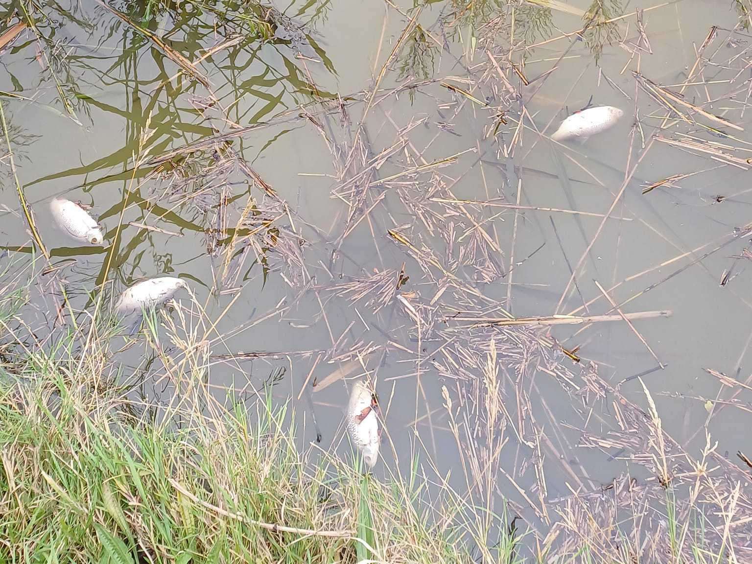 Dead fish found in the Thames and Medway Canal, near Mark Lane, Gravesend after warm weather