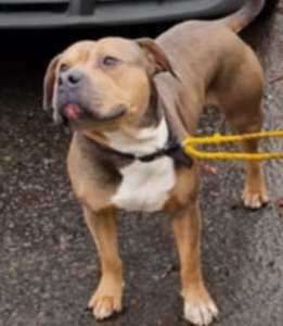 Jess Young took a picture of the escaped dog after it was tied up by builders who came to her aid