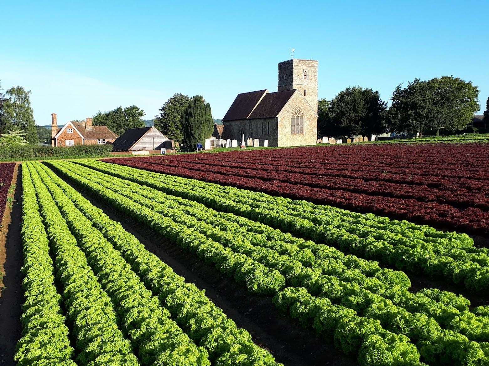 The colourful salad crop at LJ Betts