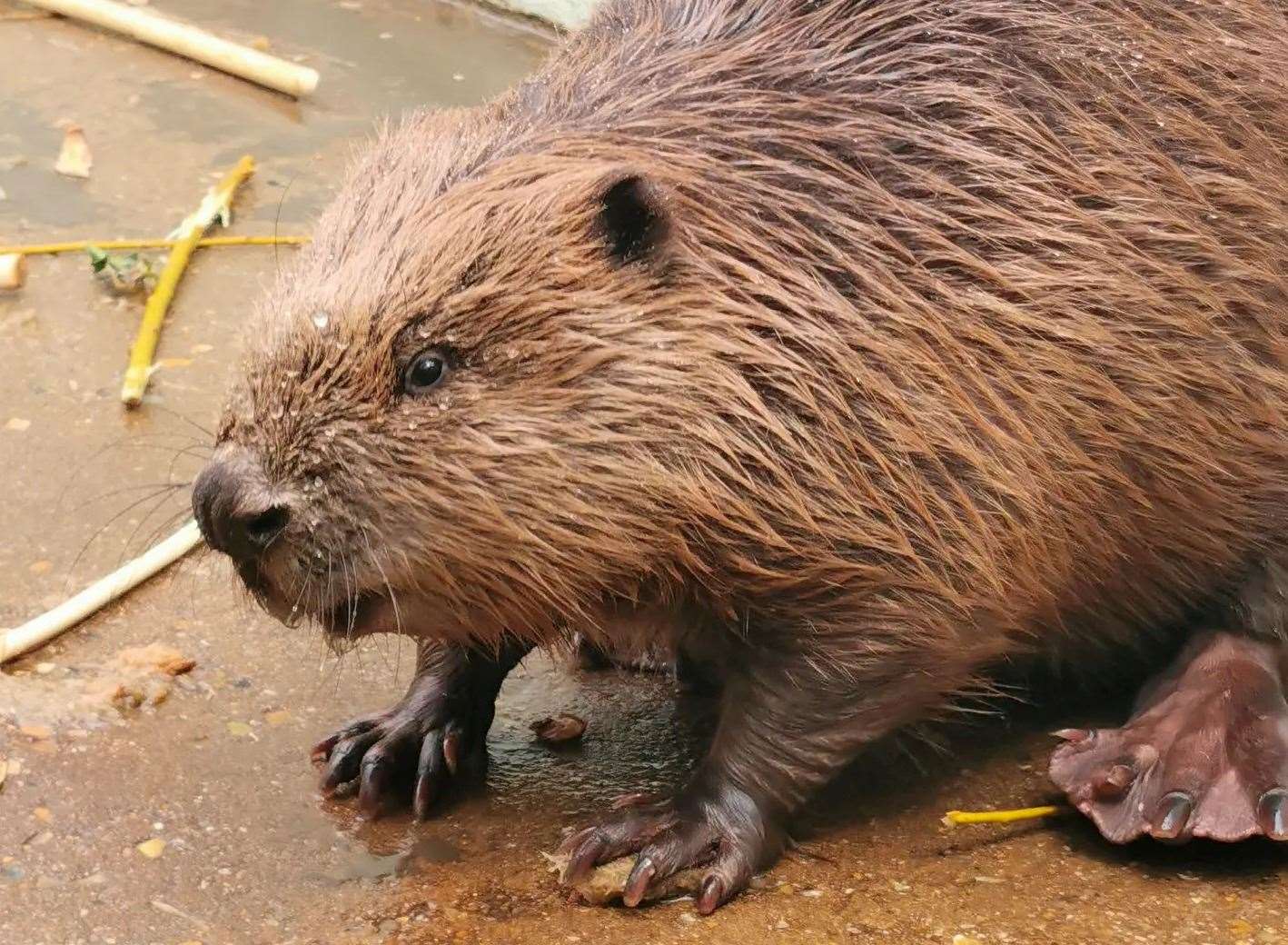 A beaver which washed up in Sandwich bay is being cared for by the RSPCA. Picture: RSPCA