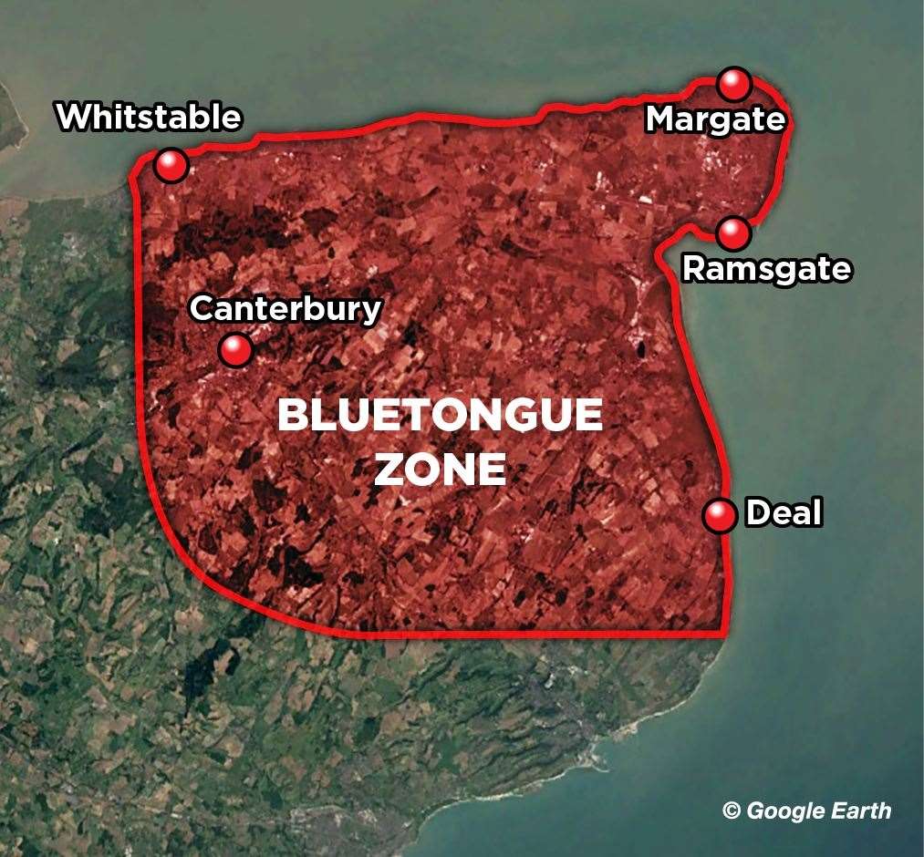 Bluetongue Found In Aylesham Near Canterbury, Kent