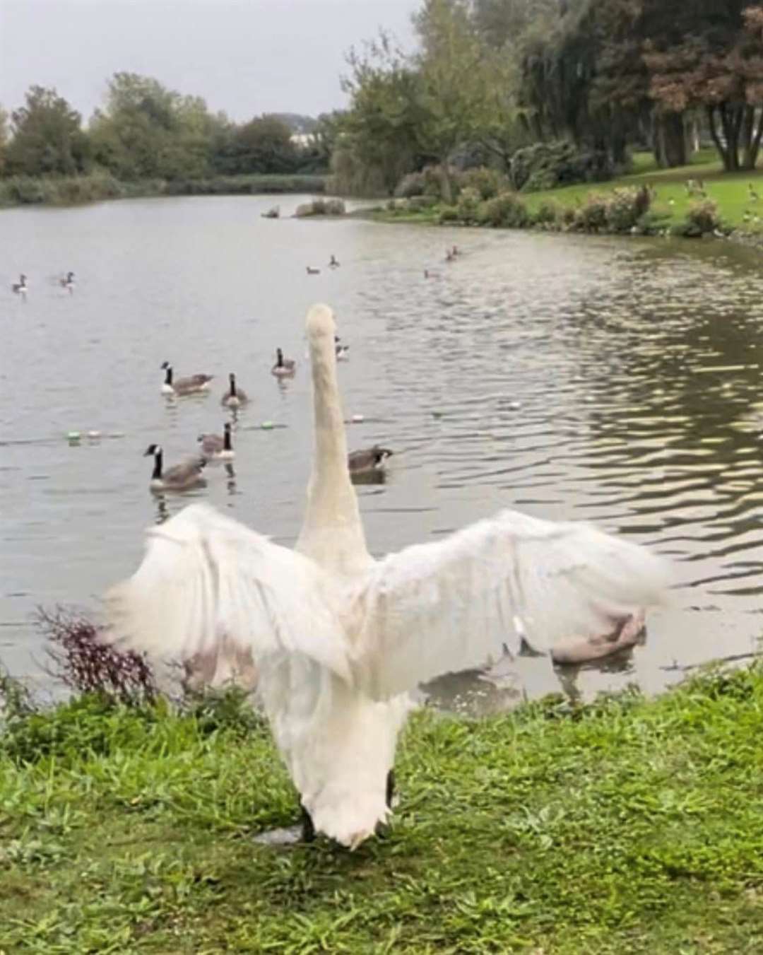 'Sidney' was released back onto Pentagon Lake on Crossways Boulevard in Greenhithe