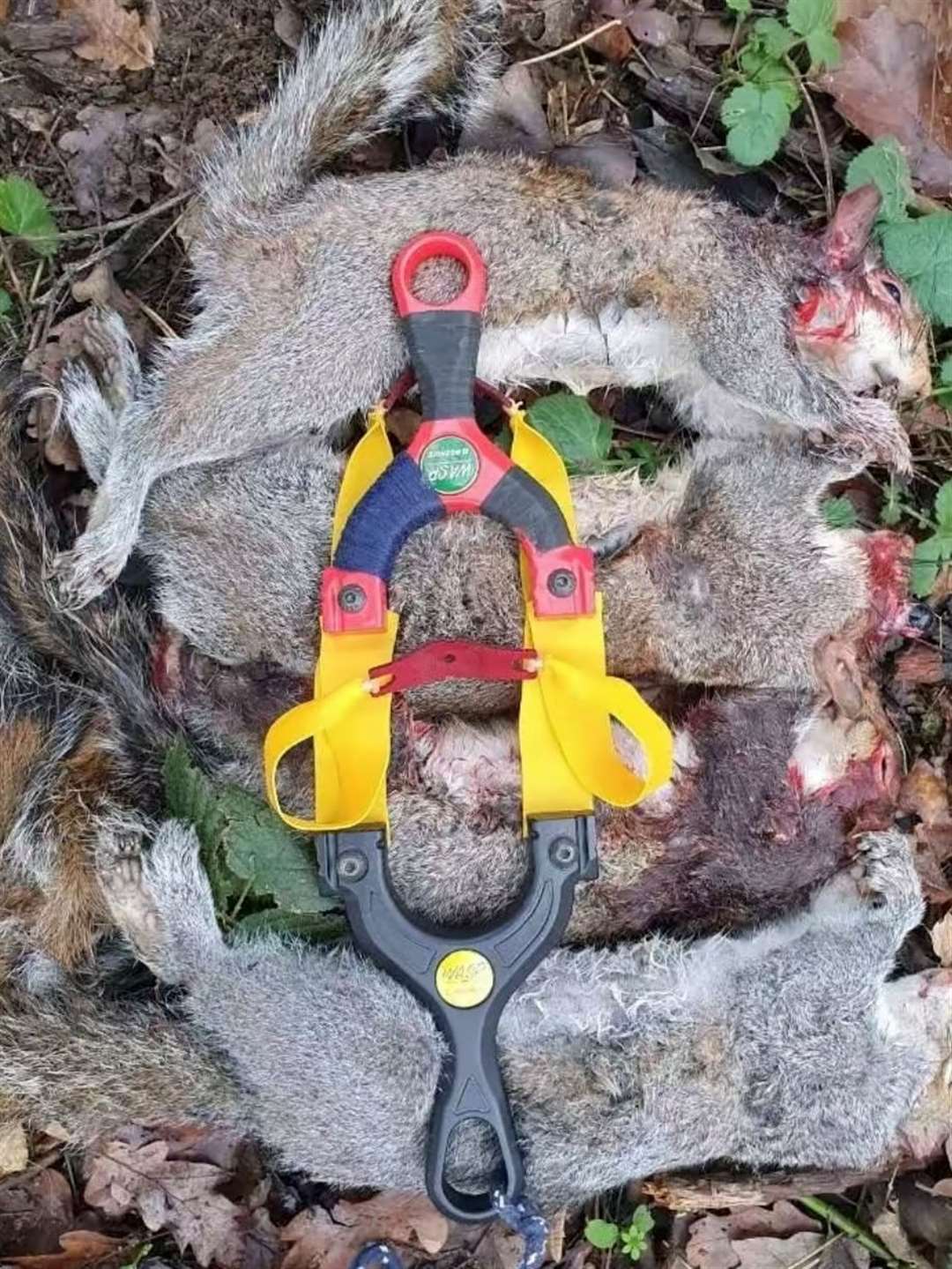 Four blood-soaked squirrels lay lifeless as the killer captures an image of his victims with the catapults