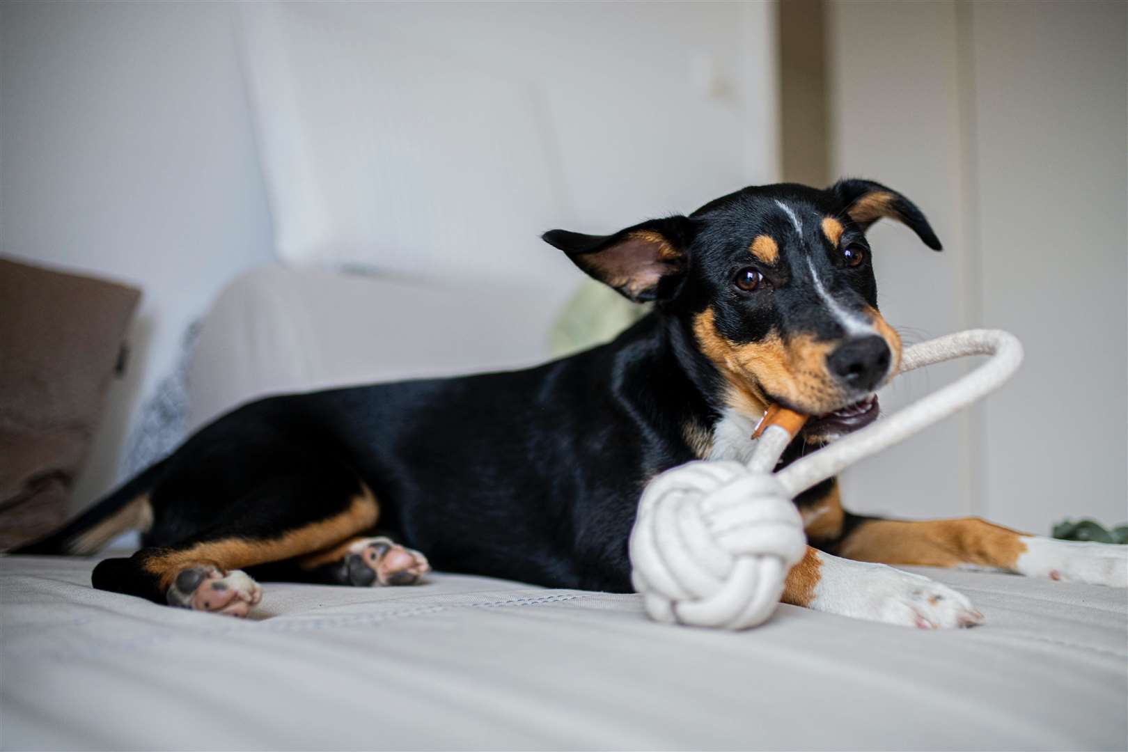 Expert shares toys and activities to keep your pup mentally stimulated. Picture: Caspar Camille Rubin