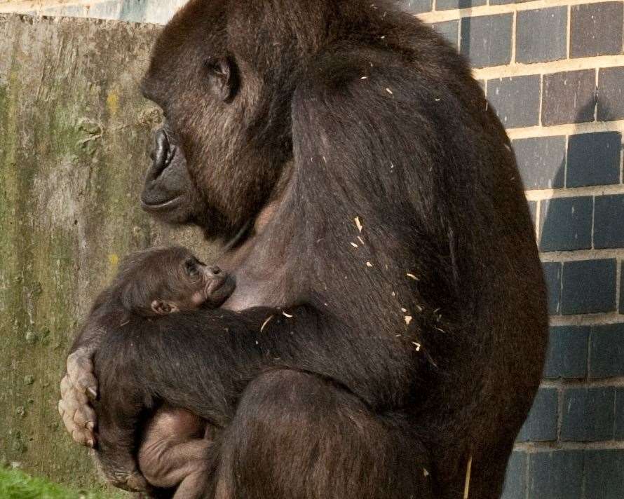 A newly-born western lowland gorilla at Port Lympne in 2012. Picture: Dave Rolfe