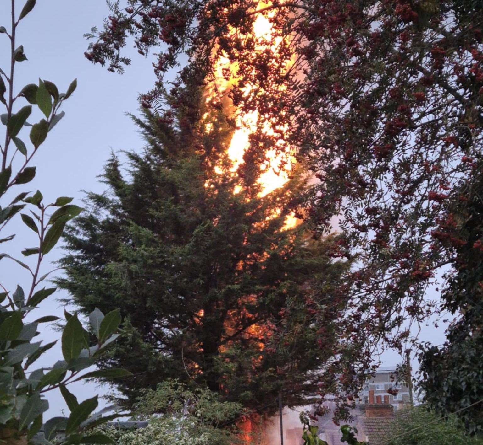 Emergency services were called after a tree caught on fire at a home in Kingsley Road, Maidstone