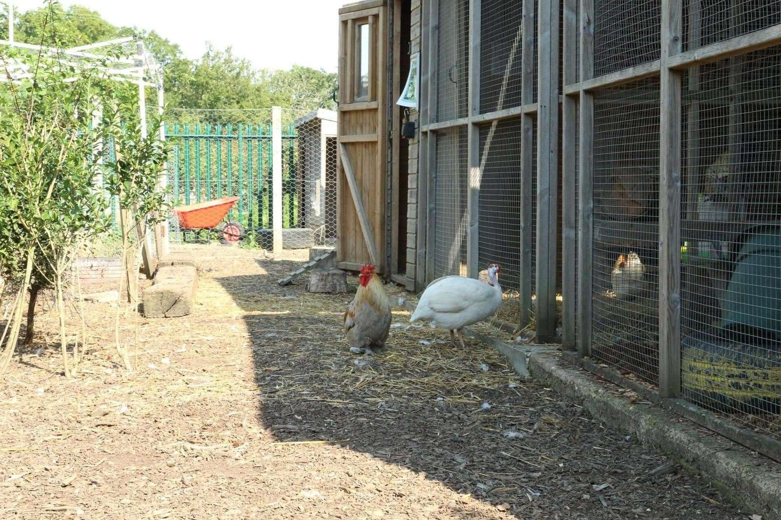 The farm's chickens are big egg producers