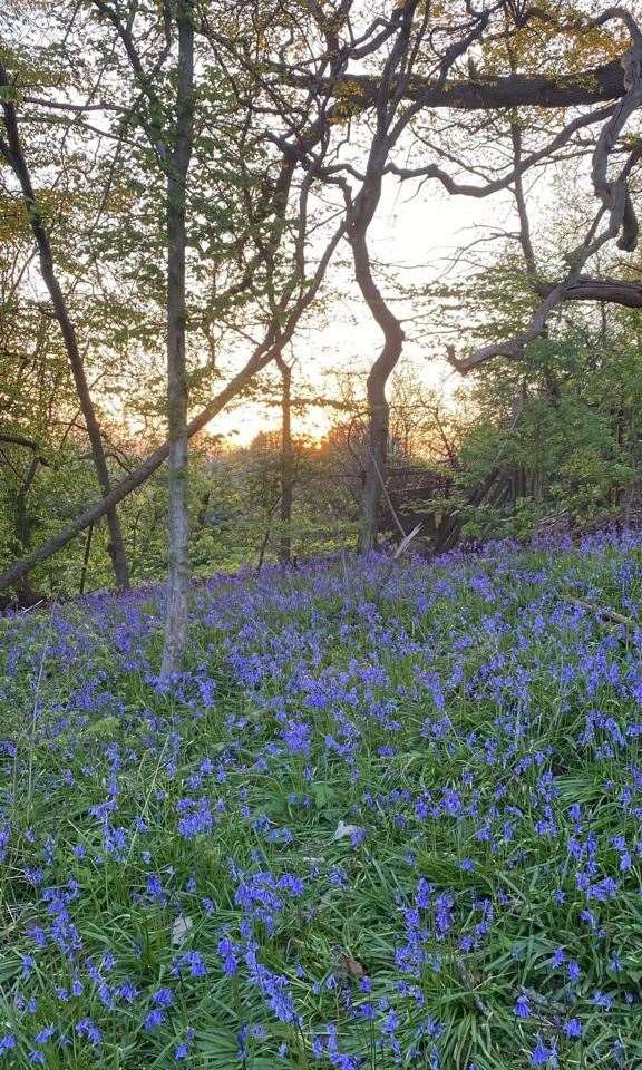 Bluebells flowering in Leybourne Woods