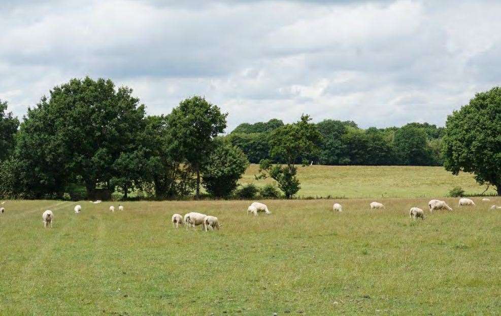 A view of the land now at the site of the proposed Mathurst Solar Farm in Staplehurst