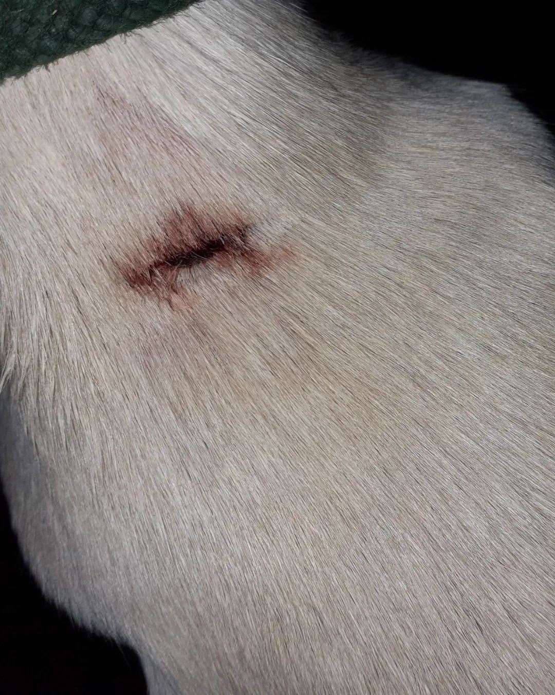 Vets believe the wound on the dogs back is from a microchip being removed (54426148)