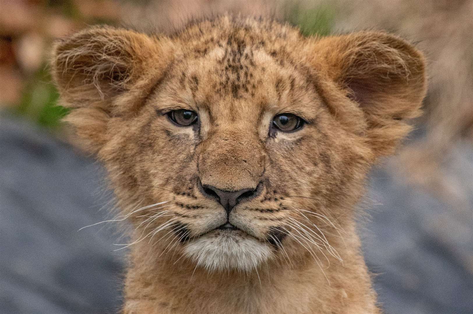 One of the lions cubs making its debut at Howletts Wild Animal Park. Photo: @photography_by_DMC