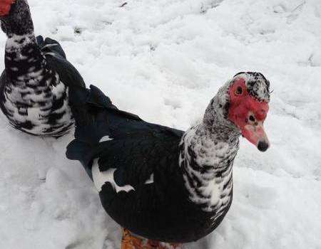 Ducks in the snow at Otford pond