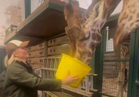 Holly Willoughby enjoys a birthday break at Port Lympne Safari Park at Lympne, near Hythe. Picture: Holly Willoughby / Instagram