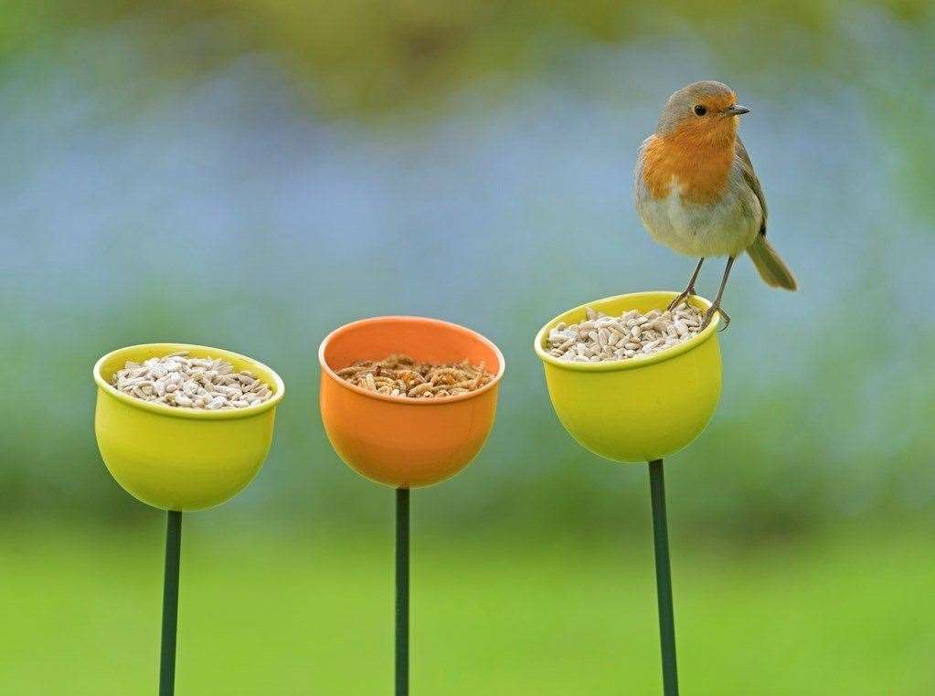 Look out for robins in the mornings Picture: RSPB/Chris Gomersal