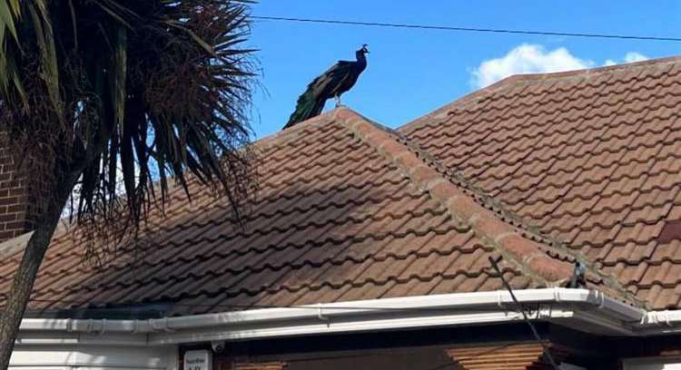 Saataj was seen roaming around gardens and hopping onto fences and roofs. Picture: Dartford Animal Rescue Team