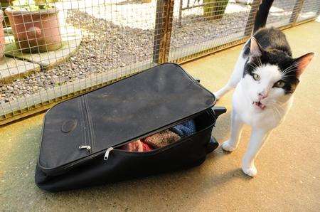 Judas, the large cat, packs and sets off to his new home after spending a while in the care of Happy Endings animal rescue, Faversham.