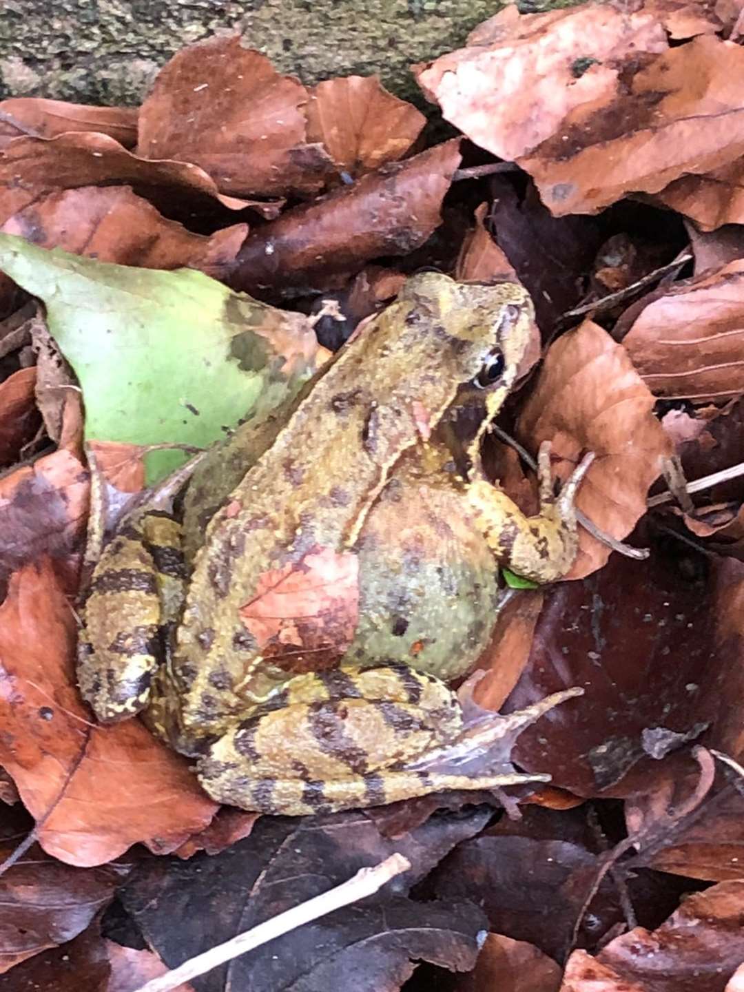 Best Year For Bath-based Toad Patrol Since 2010