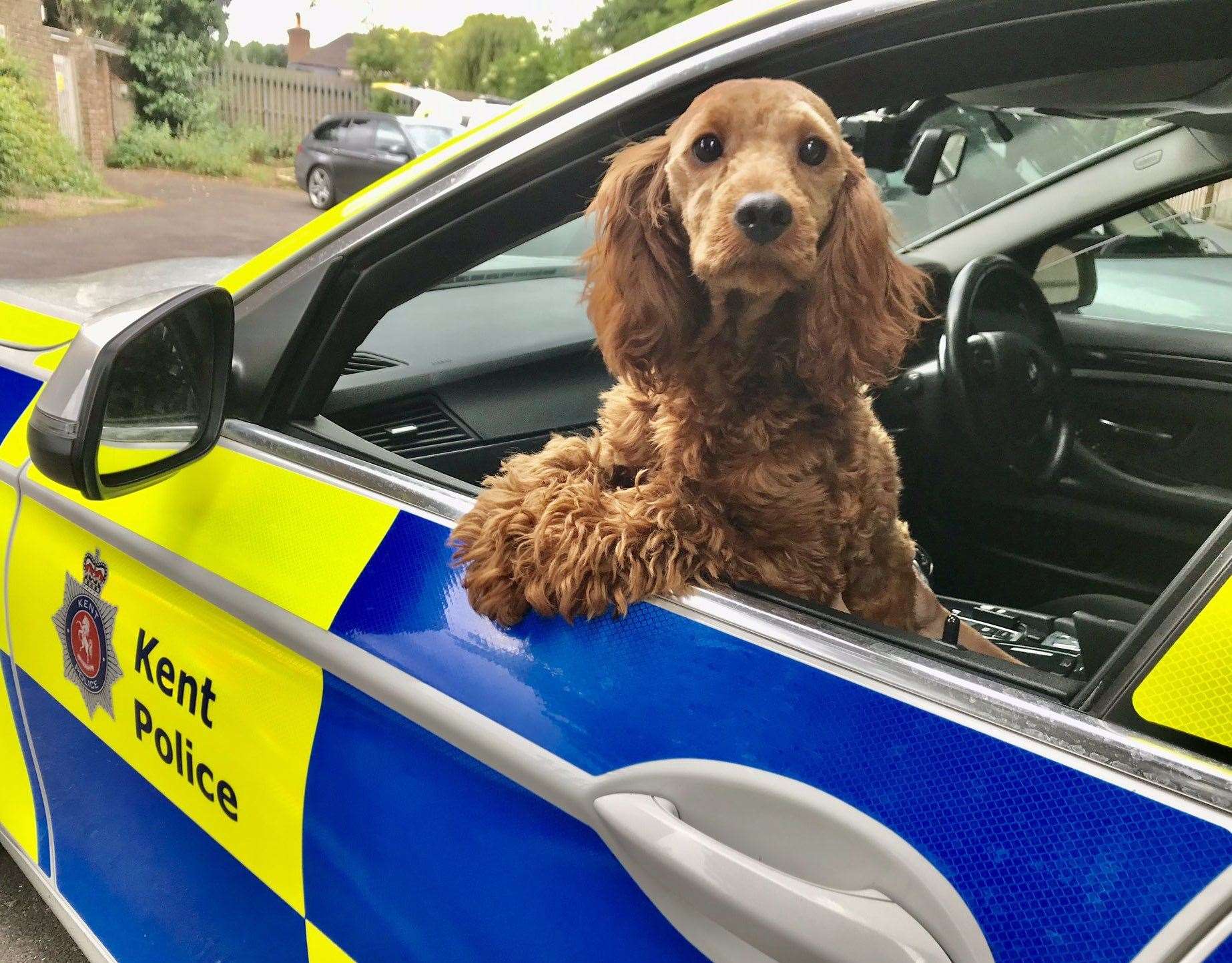 Stolen dog Peanut was found wandering along A249 in Miadstone near the Stockbury roundabout. Picture: @KPTacOps