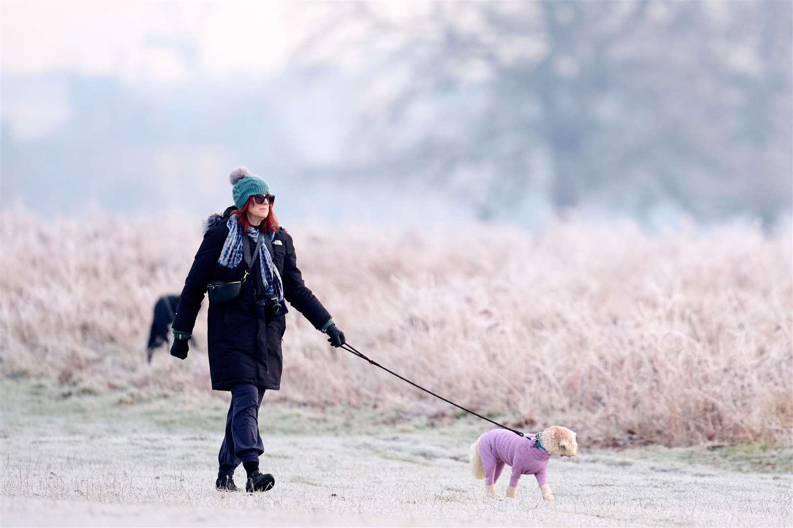 This dog was pretty in pink during a walk with its owner in Bushy Park (John Walton/PA)