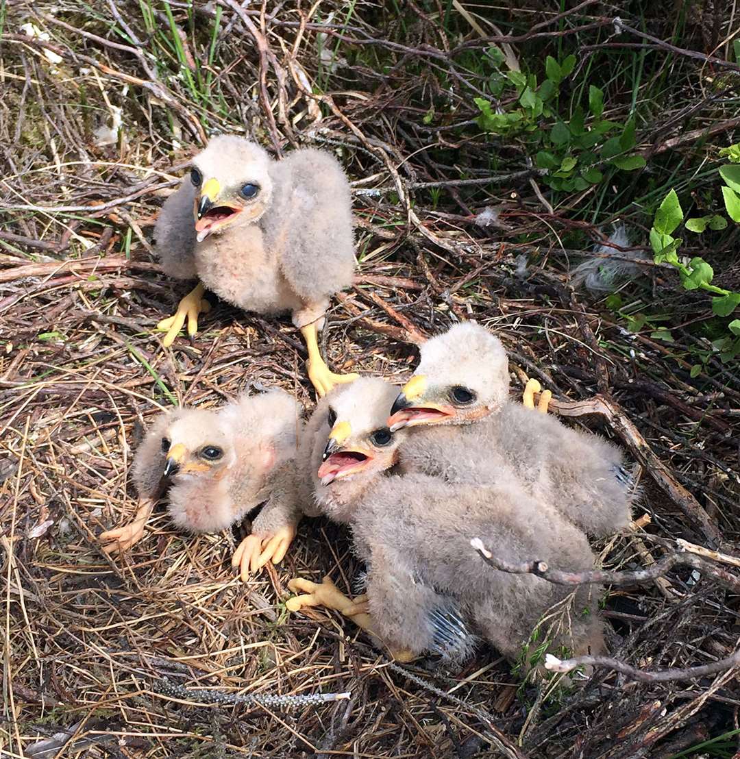 Eighteen youngsters fledged from five nests on Forestry England land and two private estates (Handout/PA)