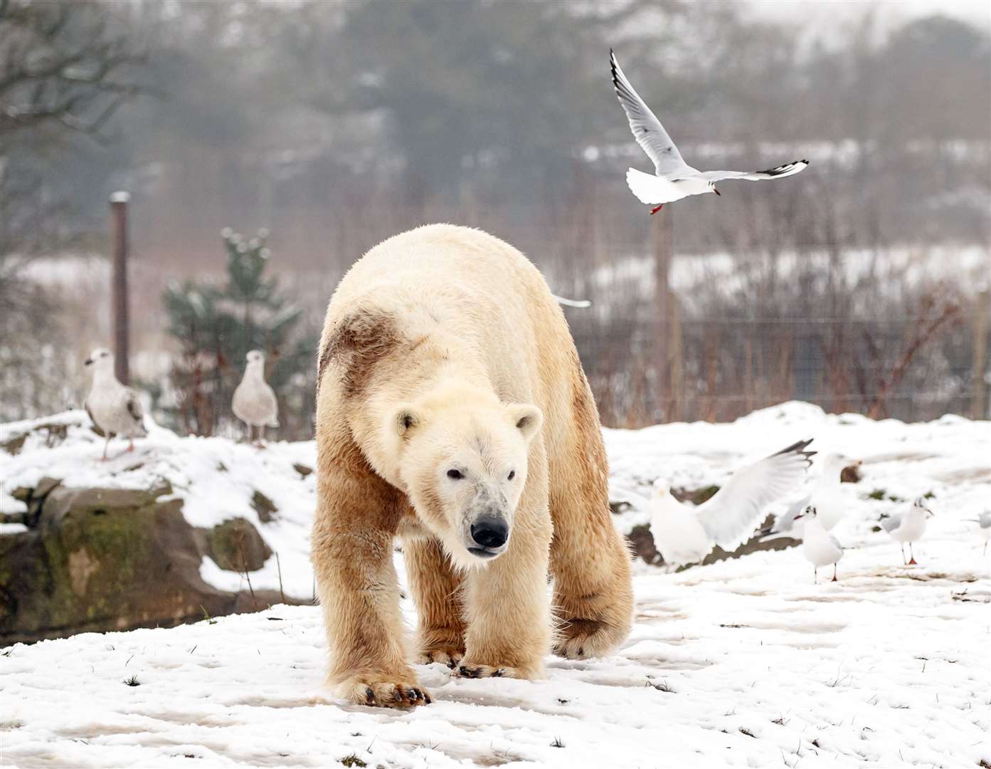 It was perfect weather for polar bears at Yorkshire Wildlife Park (Danny Lawson/PA)