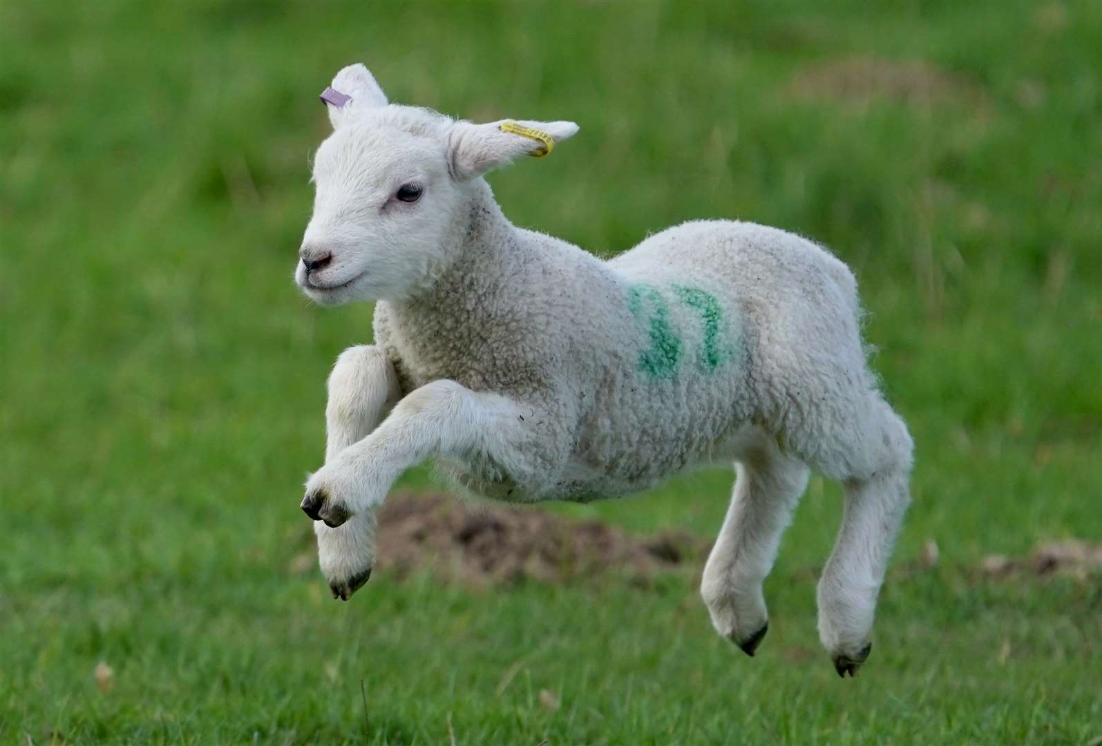 A lambs enjoys the fine spring weather in fields near Ashford in Kent (Gareth Fuller/PA)