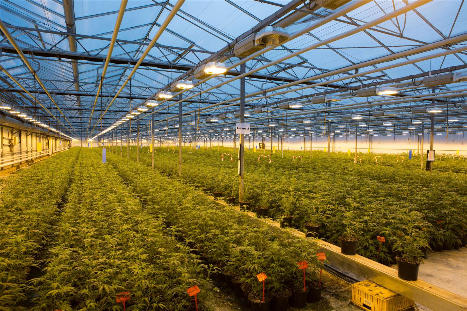 A GW Pharma cannabis growing site. Picture: Tim Platt