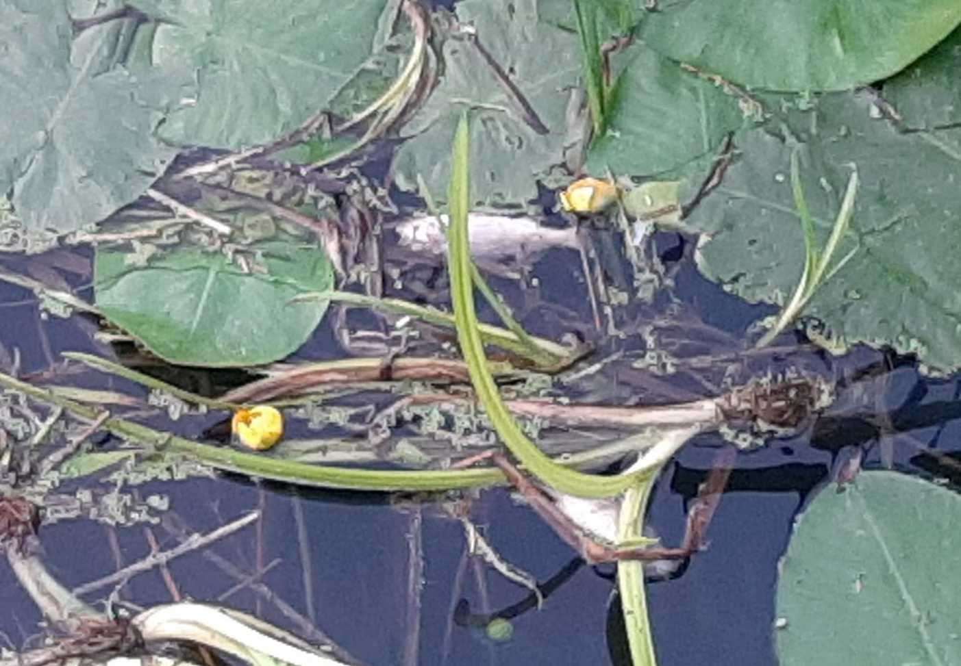 Residents have spotted dead fish in Wye. Picture: Jasper Bouverie