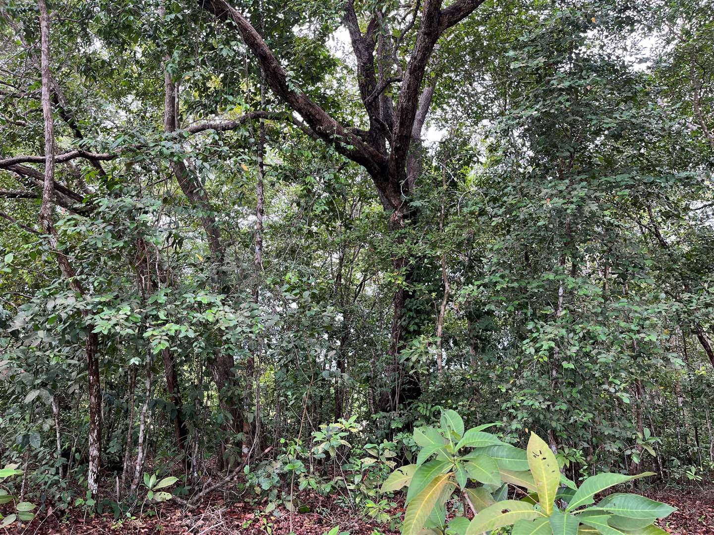 Forests in Gabon are sustainably managed (Emily Beament/PA)