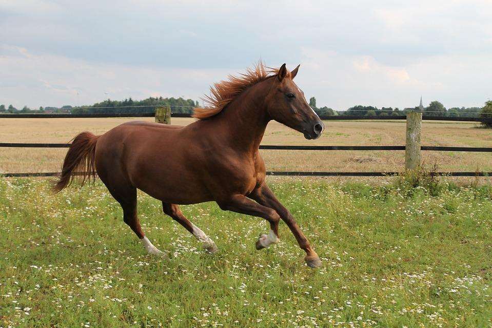 A horse galloping. Stock image