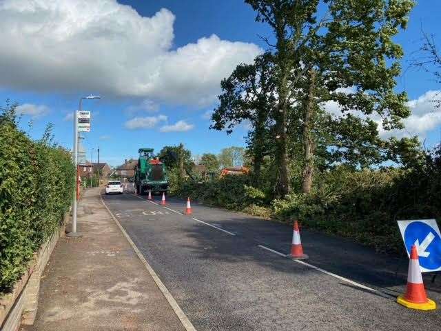 Trees along the entire length of road are being grubbed up