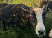 Two sheep were stolen from a field in Wootton, near Dover. Picture: Kent Police