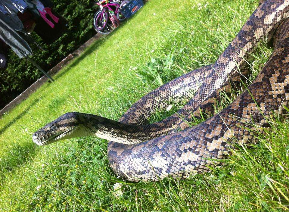 Zombie enjoying some sun in the garden