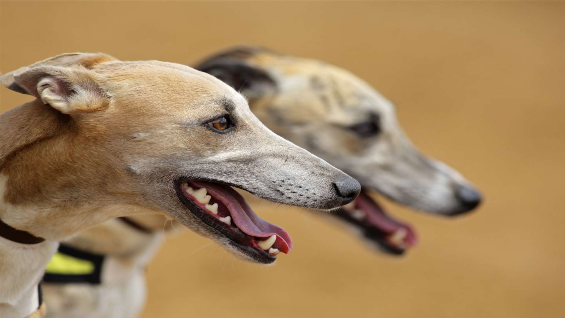 Greyhounds Should Be Muzzled Says Grieving Cat Owner Rachel Ledner