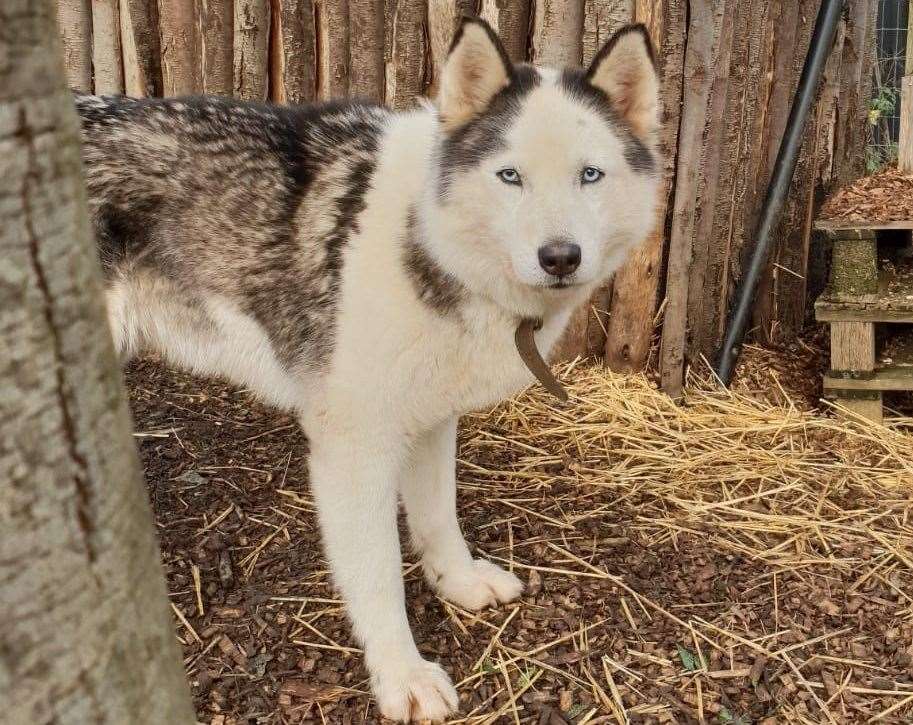 The foundation has a number of huskies as well as other animals