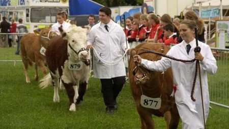 The pure bred calves judging. Picture: ANDY PAYTON