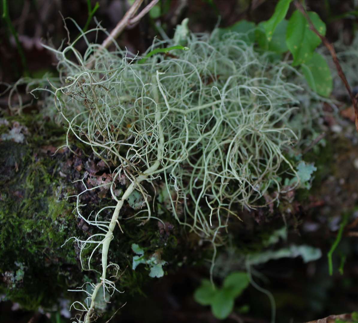 String-of-sausages lichen (Al Hotchkiss/Woodland Trust/PA)