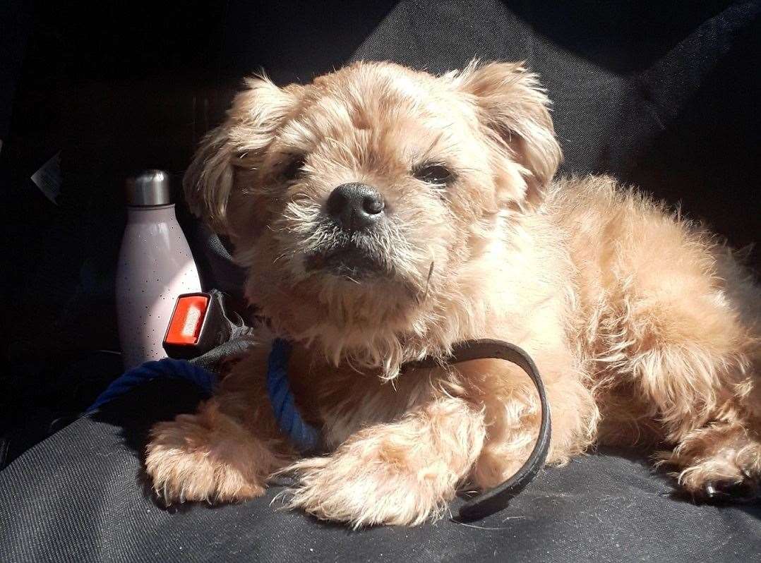 Lilly was rescued by Swale council’s stray dog service and had to be rushed in for treatment at a vets. Picture: Swale Borough Council's stray dog service