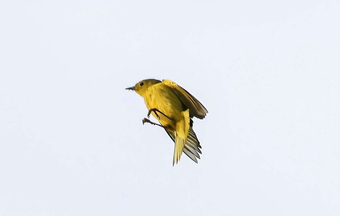 The yellow warbler coming in to land. Picture: Neil Colgate