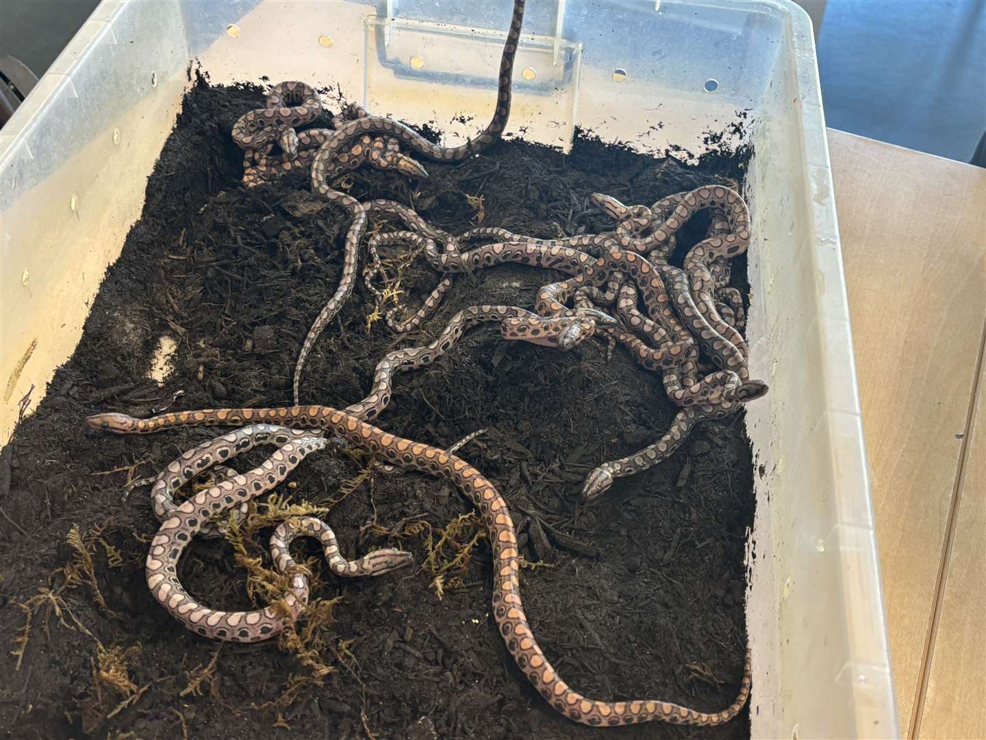 Ronaldo had a ‘virgin birth’ and 14 snakelets were found during a routine vivarium check (City of Portsmouth College/PA)