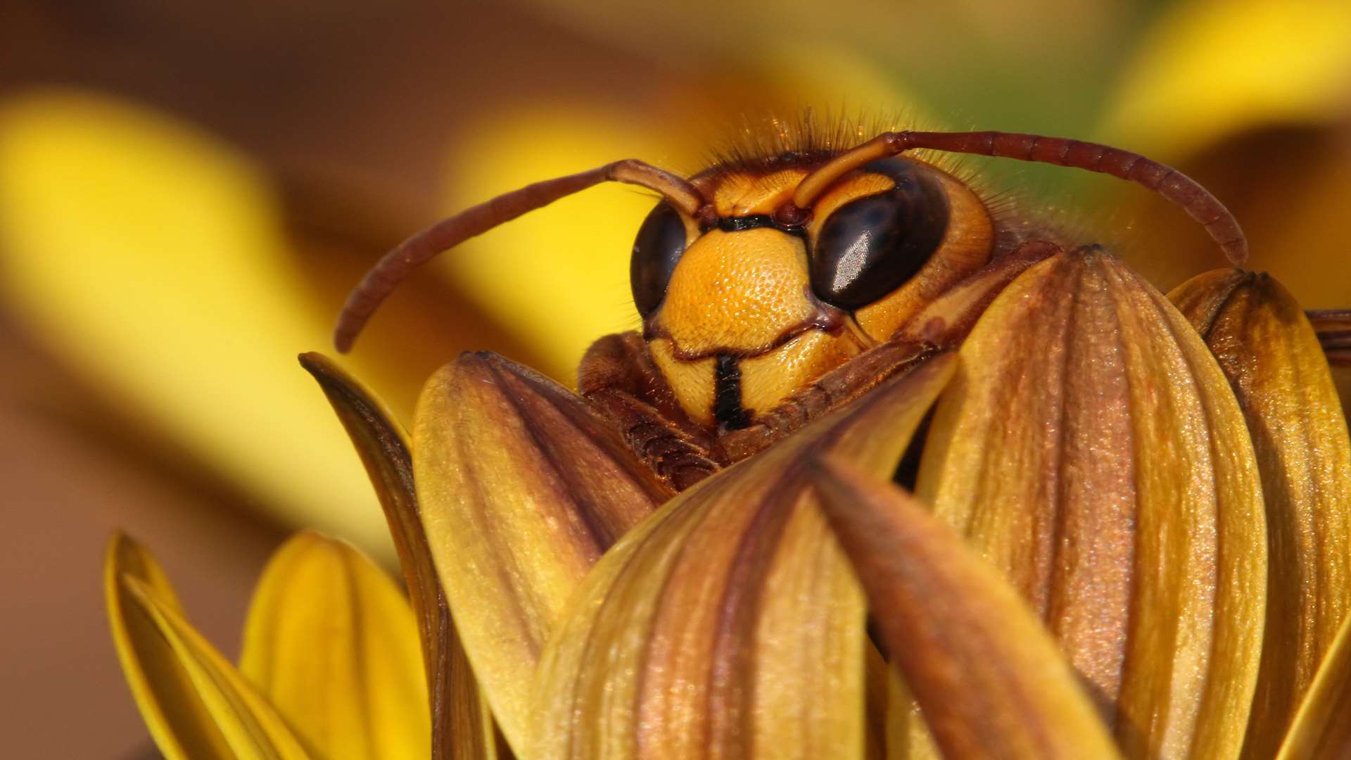 Jason Steel Kent Wildlife Trust's Wildlife Photographer Of The Year with his picture of a European hornet on a potted Cape Daisy