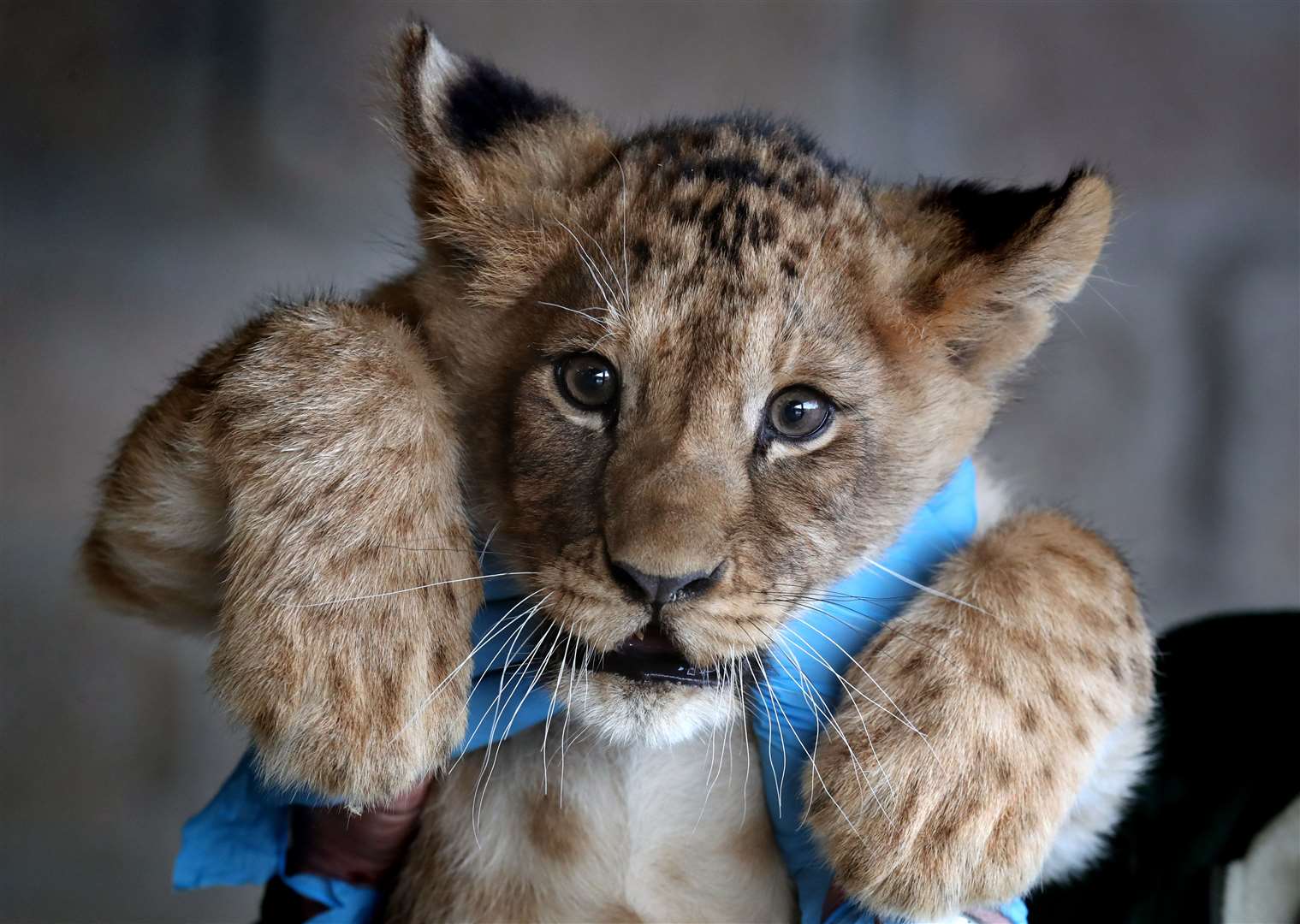 We all need check-ups… A young lion cub undergoes a vet inspection at Blair Drummond Safari Park near Stirling (Andrew Milligan/PA)