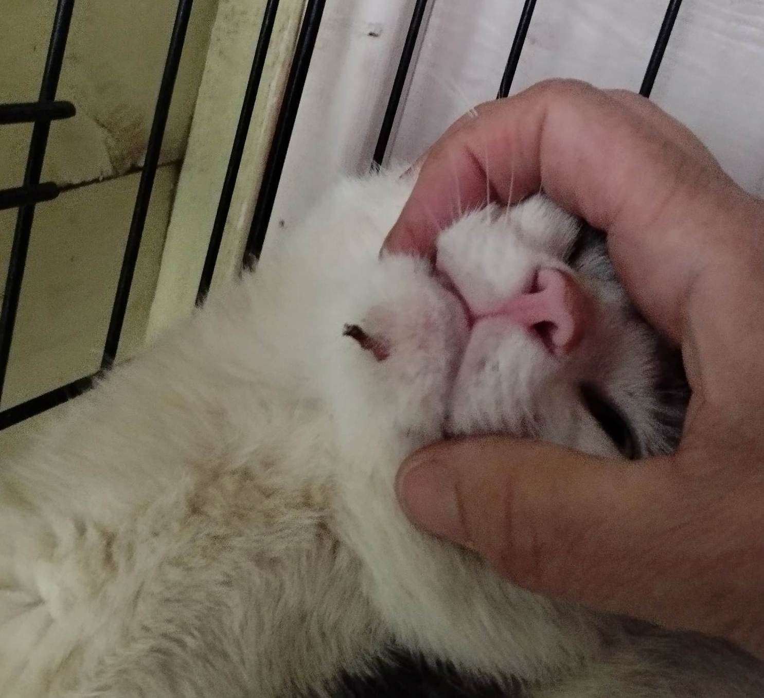 Grady had a metal wire in his jaw from a previous surgery, when he was found. Picture: Tracy Roberton of Shekinah Cat Rescue