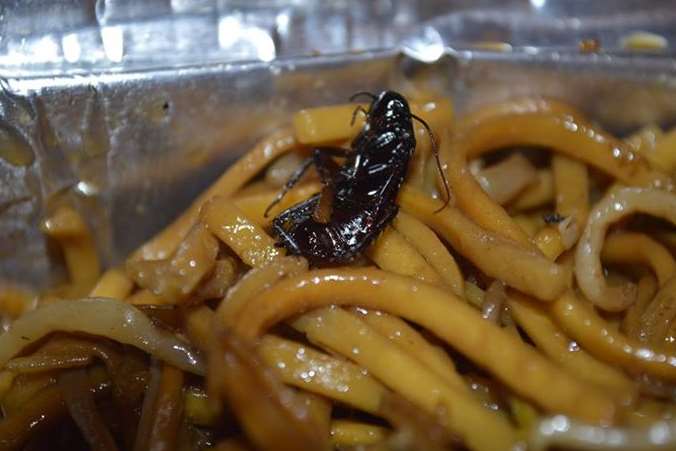 A beetle allegedly found in a container from the Lotus House in Dover. Picture: Jack Stevenoson