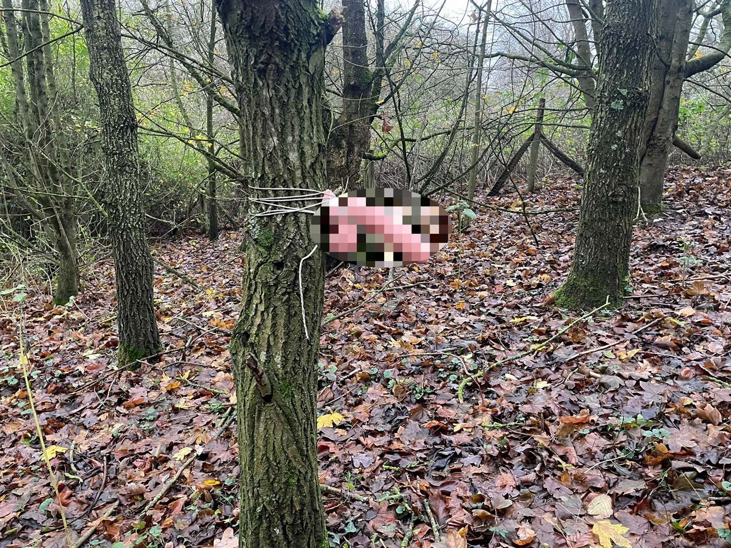 A sex toy strapped to a tree in the woodland off the A249 Sittingbourne-bound lay-by. Picture: Joe Crossley