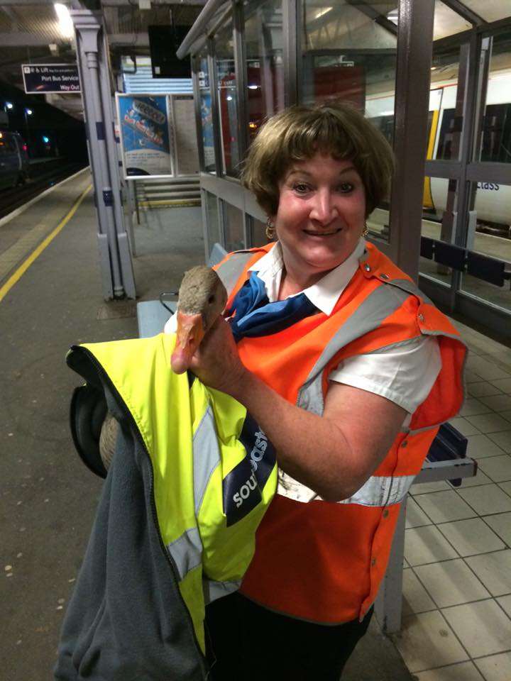 Sue Coe rescues goose from Dover Priory station
